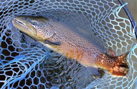 久しぶりのフライフィッシングだったが…　～岡崎トラウトポンド～